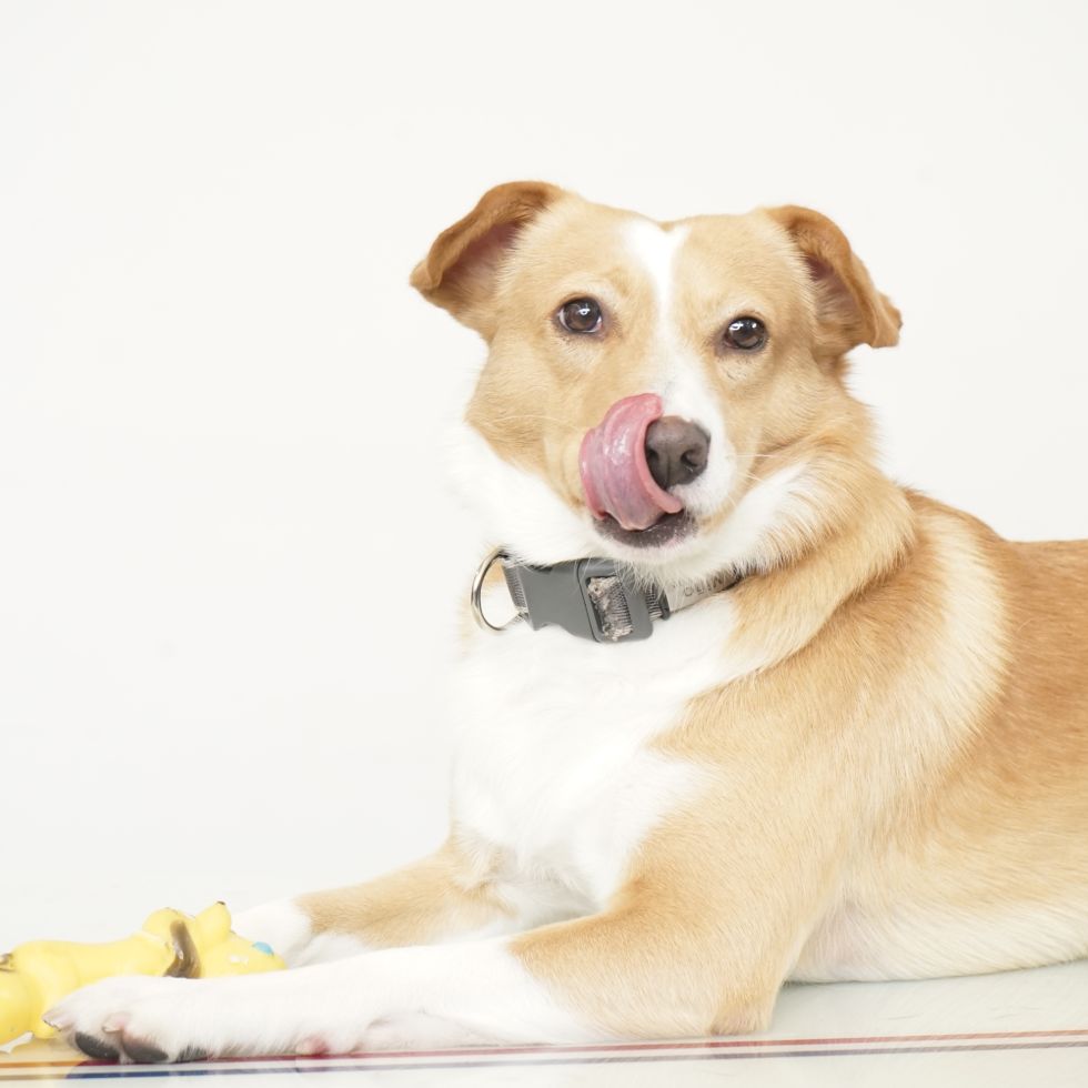 ¿ Cuál es el tiempo estipulado para la devolución de las cenizas?